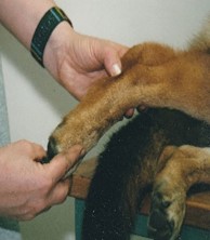 Animal Reflexology Dog Weter